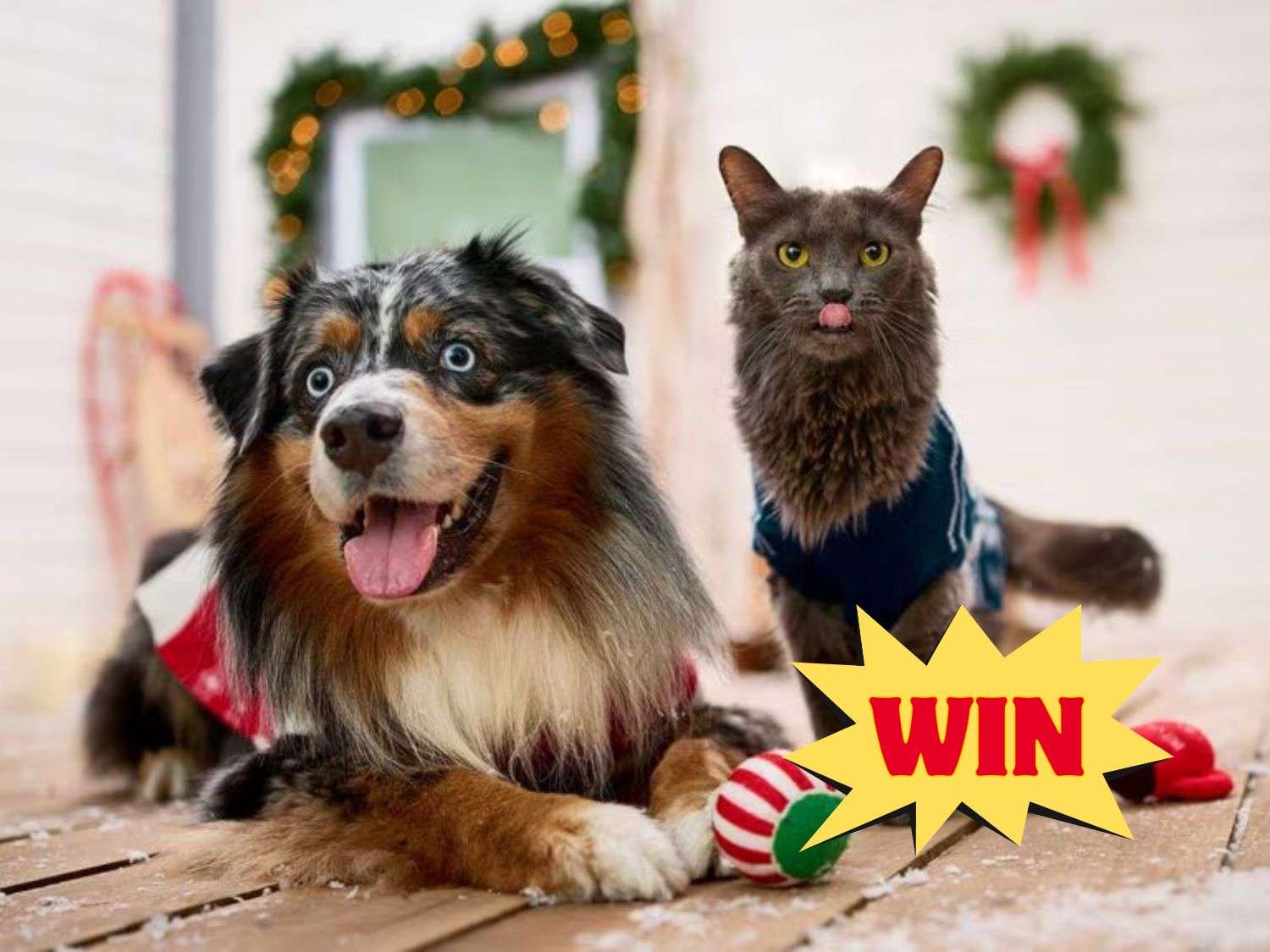 Chewy Claus Sweepstakes – 15,000 Pets Will Score Free Holiday Gifts!