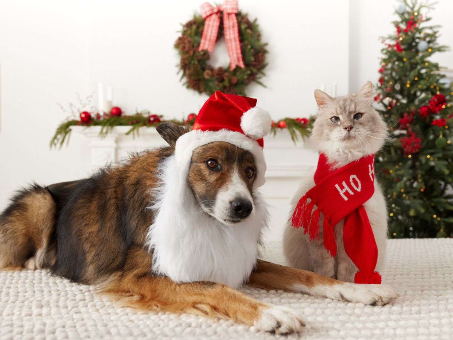 Grab a Free Pet Photo with Santa at PetSmart