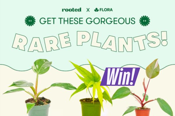 Flora Rare Plant Giveaway – $1500 worth of treasure for 20 Winners