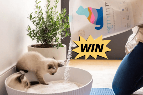 500 Winners Get Their Cat Adoption Fees Reimbursed