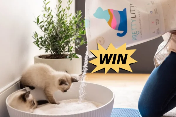 500 Winners Get Their Cat Adoption Fees Reimbursed