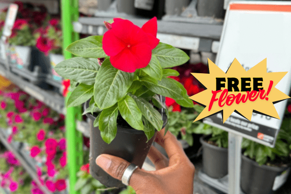 Free Spring Flowers at Lowe’s