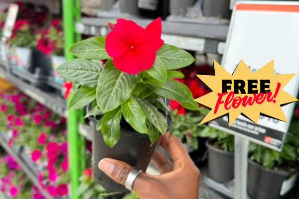 Free Spring Flowers at Lowe’s
