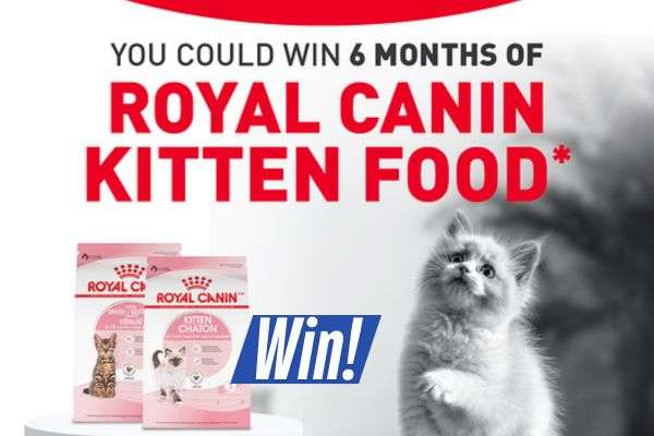 Win 6 Months of Kitten Food from Royal Canin
