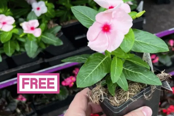 FREE Spring Flower at Lowe’s (May 9th) Just in Time for Mother’s Day